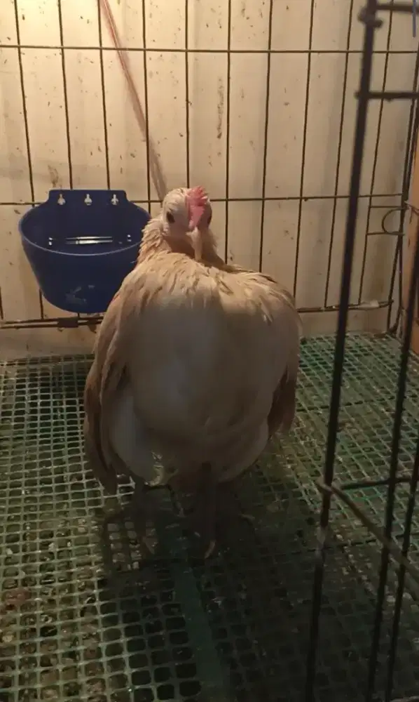 Ayam Serama Selam Betina