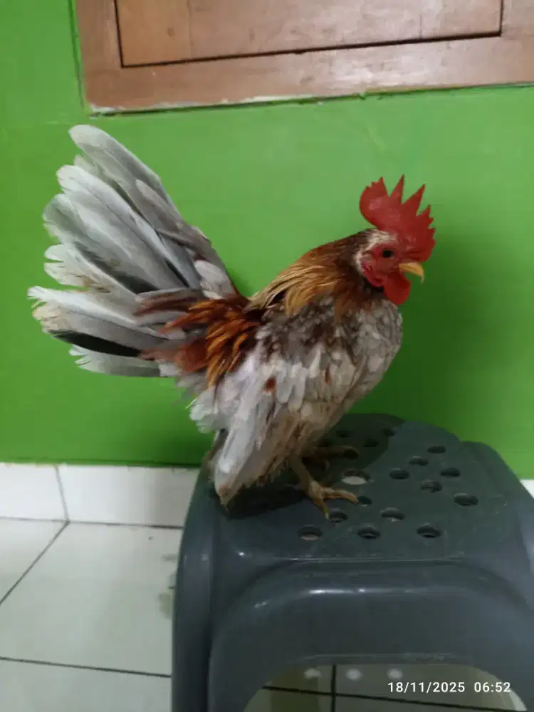 Ayam Serama Jantan usia 9bulan