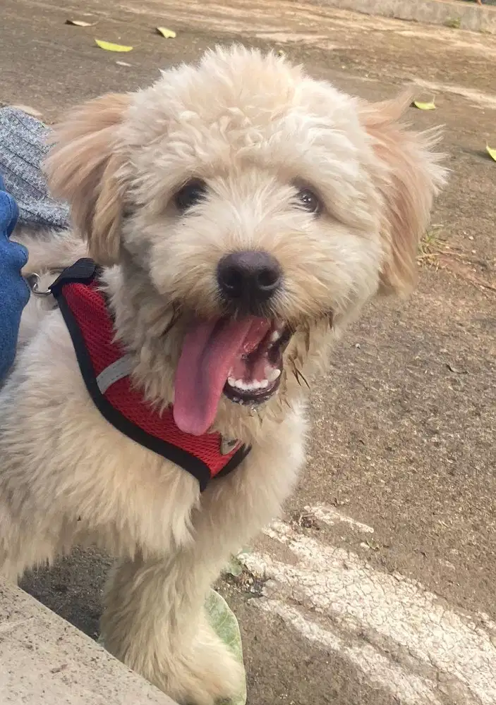 Jual Cepet Anjing Ras Maltipo Jantan