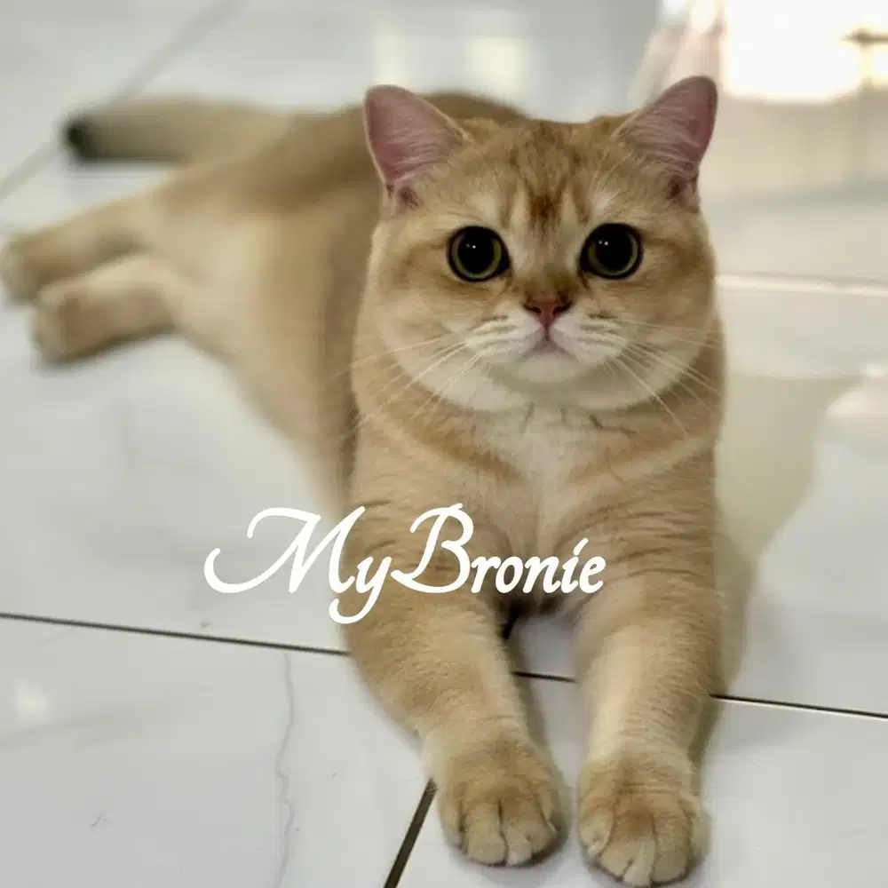 Kucing british shorthair golden ganteng bisa ped/nonped