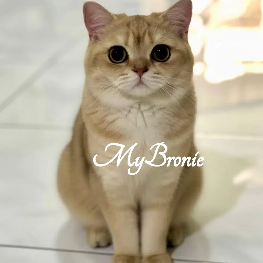 Kucing british shorthair golden ganteng bisa ped/nonped