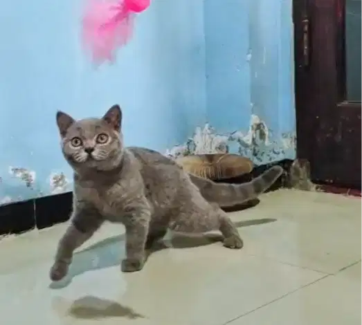 Kitten BSH Blue Jantan 5 Bln sudah vaksin