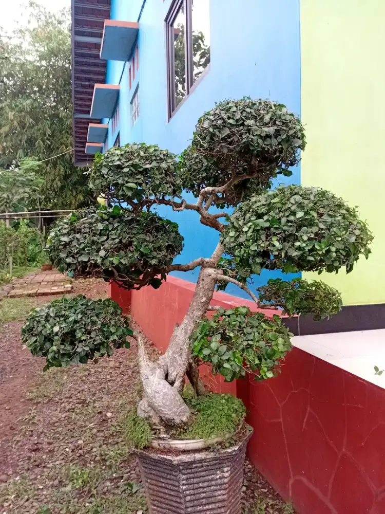Jual bonsay pohon serut