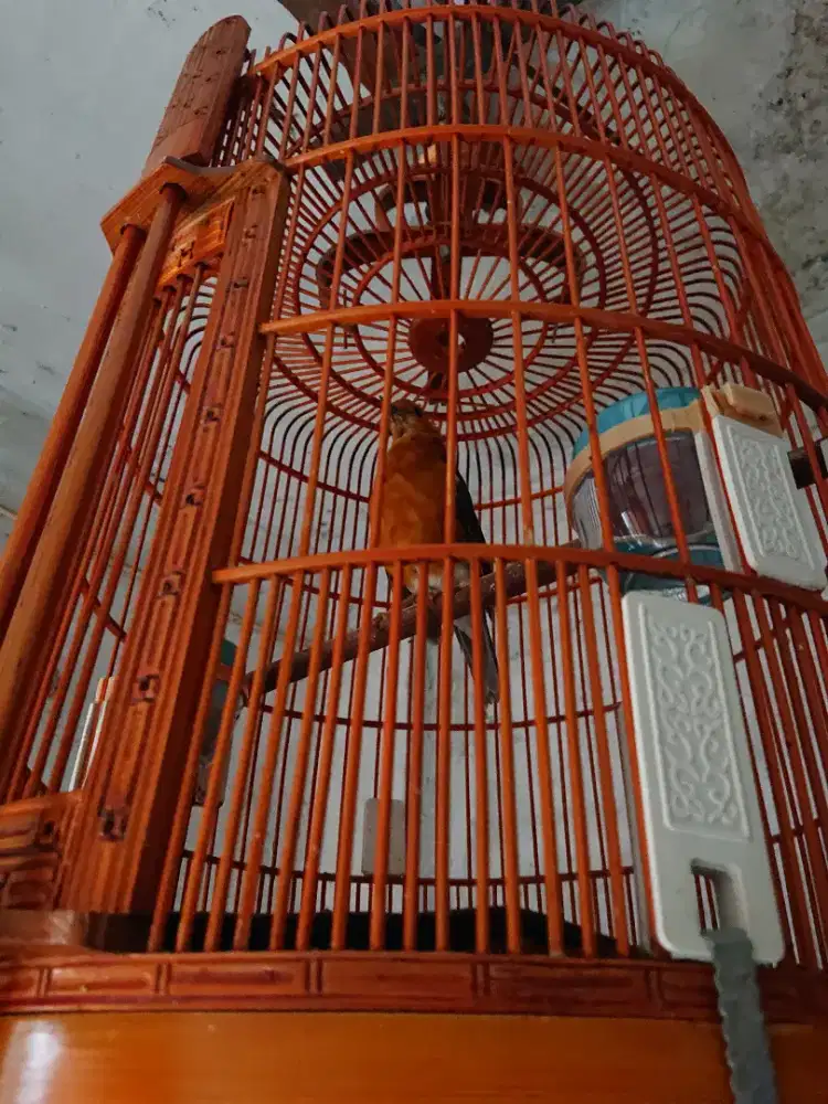 Anis merah jantan riwik mulus fs bs tt