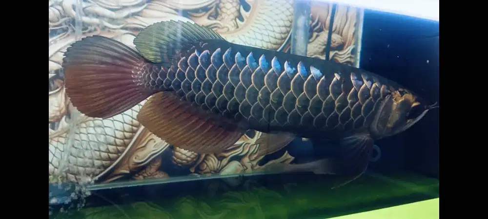 Arwana Crosback 24k gen blue bass