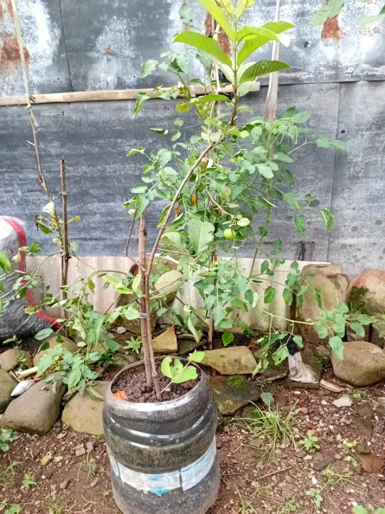 Jual bibit pohon jambu kristal