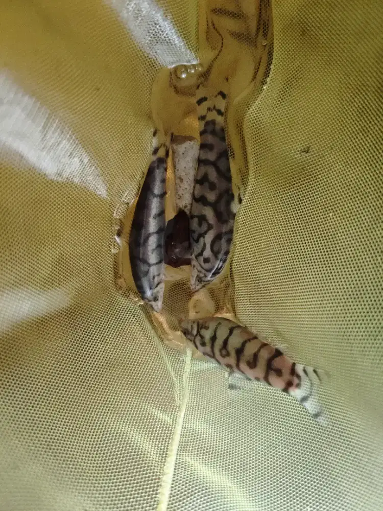 Ikan botia gemoy uk.6-8