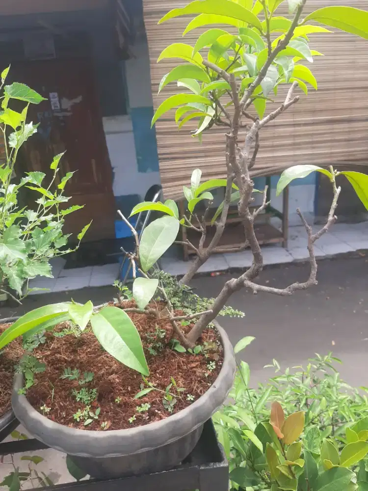 Obral Pohon langka  buni/uni sering berbuah