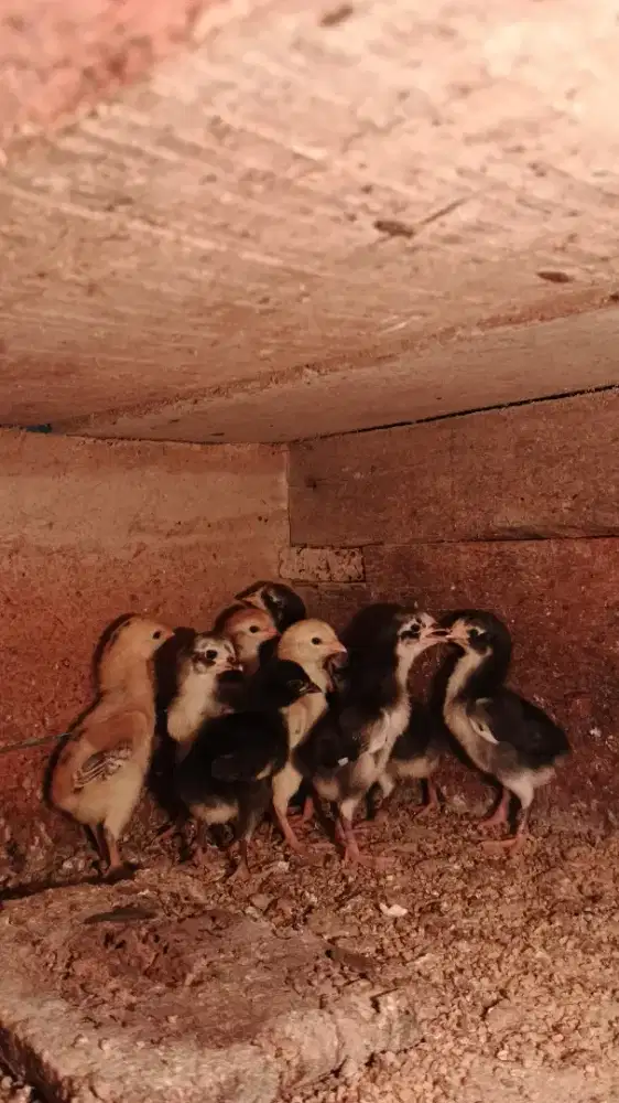 Anak ayam Bangkok tehnik
