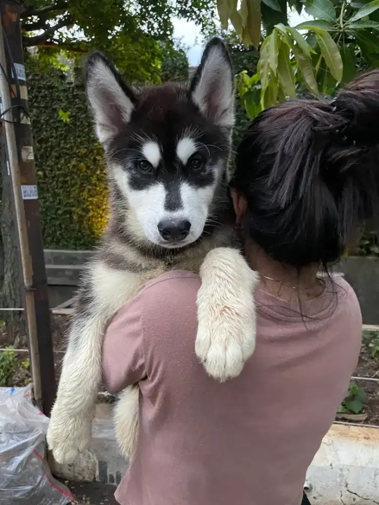 Roger siberian husky jantan 3 bulanan super size stambum vaksin
