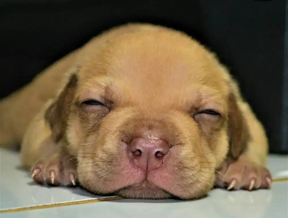 ANAK ANJING PITBULL , OPEN BOOKING, BLOODLINETOP