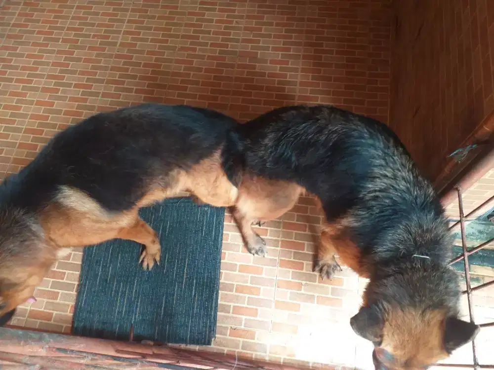 Jasa pawang pacak anjing