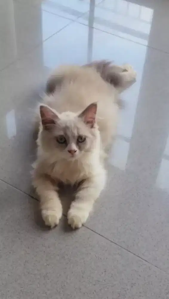 Kucing Kitten Ragdoll Simetris