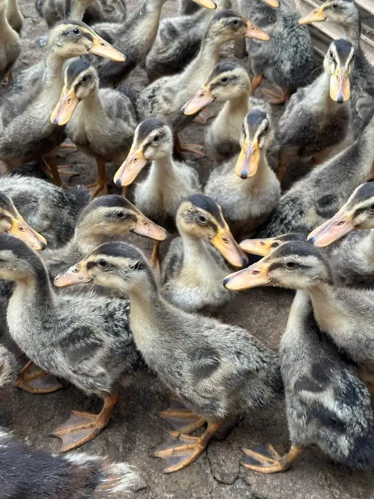 Bebek alabio  petelur