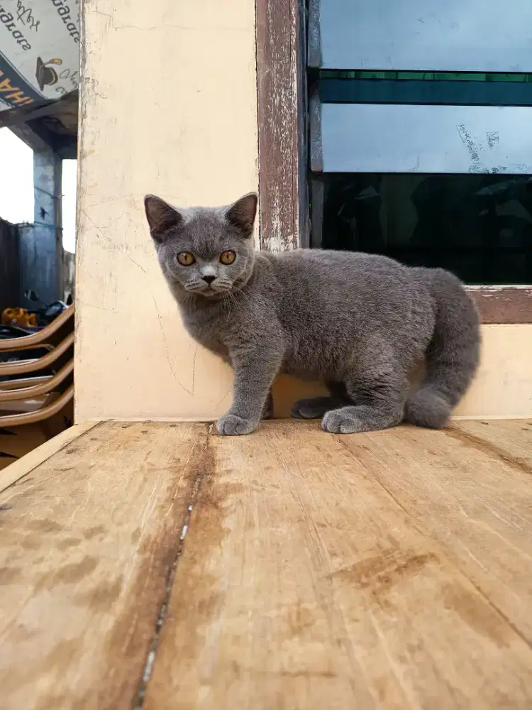 British short hair jantan