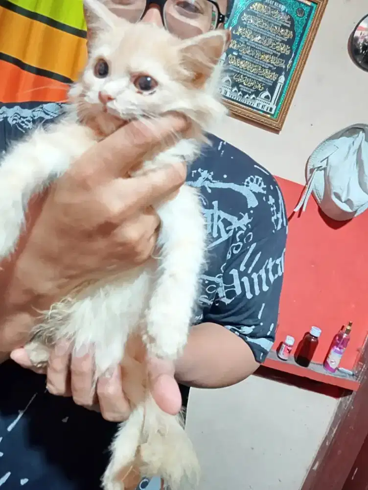 Kitten Persia betina 3bln