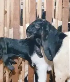 sepasang bakalan kambing etawa kaligesing 6 bln 1 jantan 1 betina puas