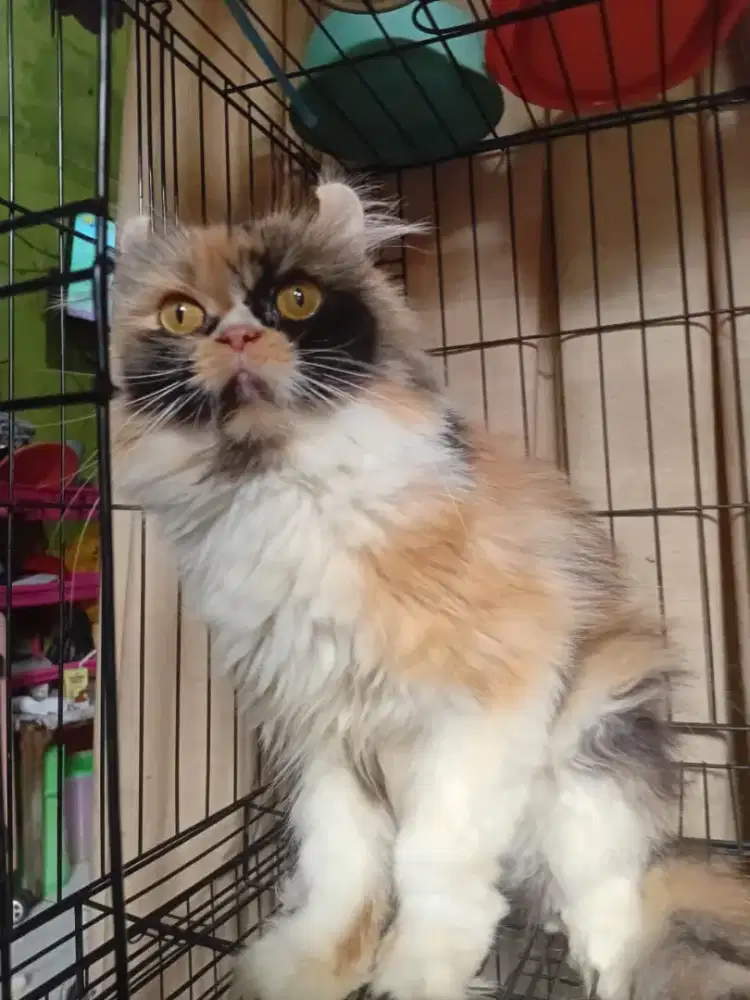 Kucing betina dewasa American curl