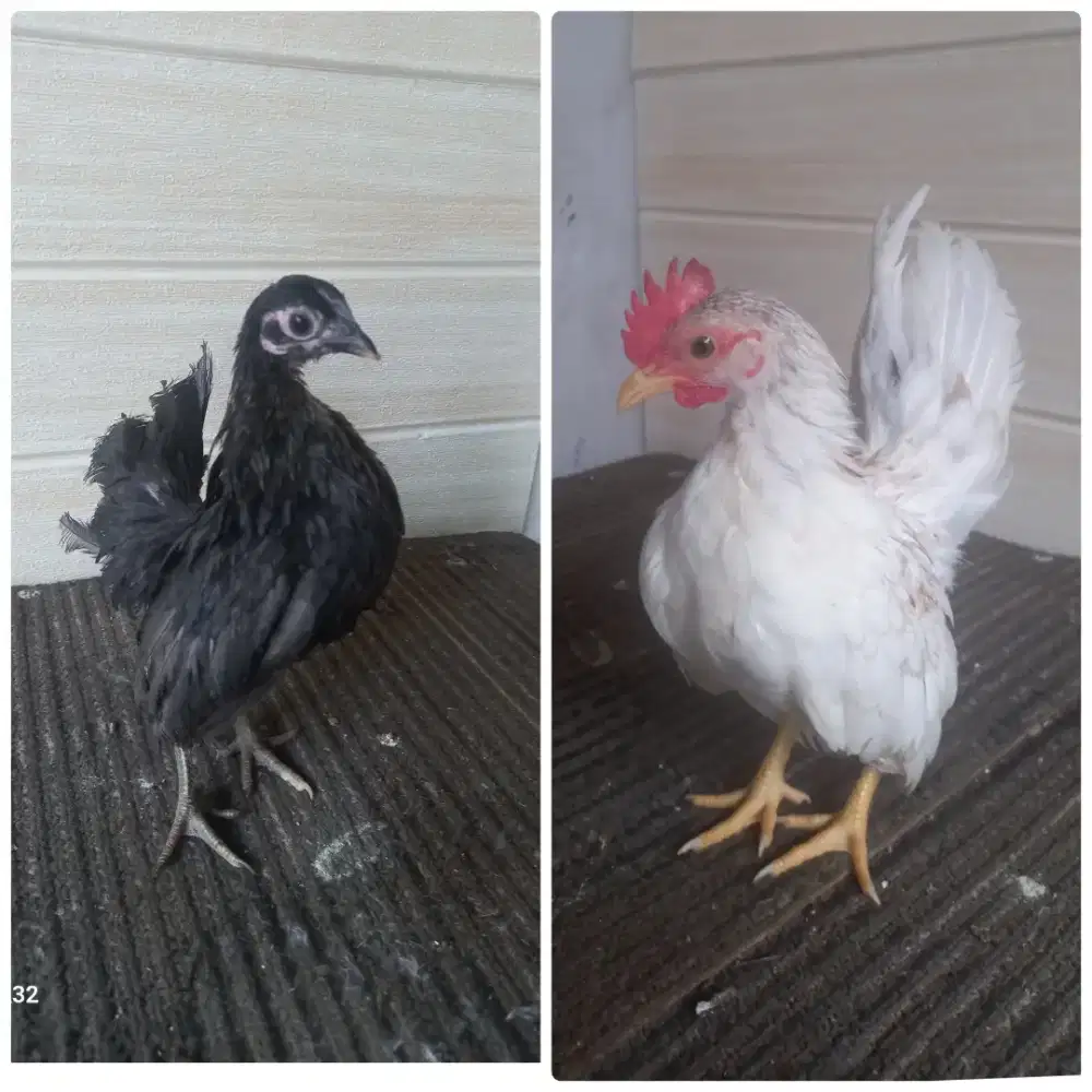 Sepasang ayam serama