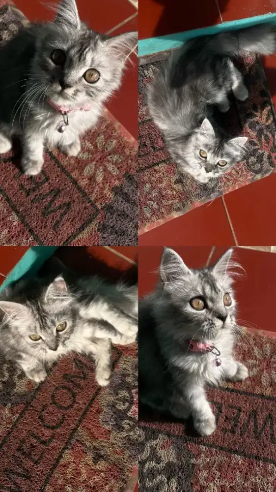 Lepas adopt kucing persmed betina