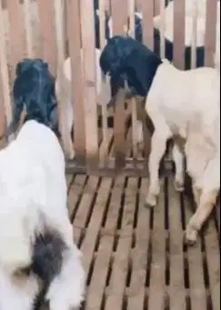 sepasang bakalan kambing etawa kaligesing 6 bulanan siap ternak hobby