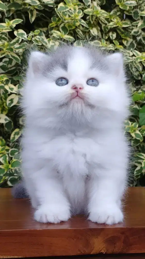 Kucing persia kitten