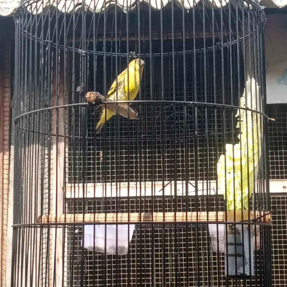 Burung. Blackheadsiskin