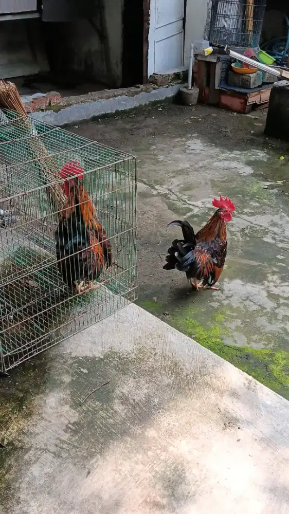 ayam kate jantan 2 ekor