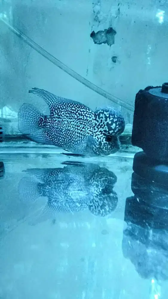 Louhan jenong crosshead