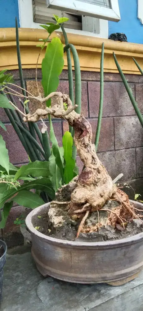 Bonsai sancang karakter tua