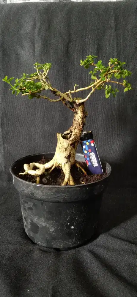 Bonsai sancang prospek