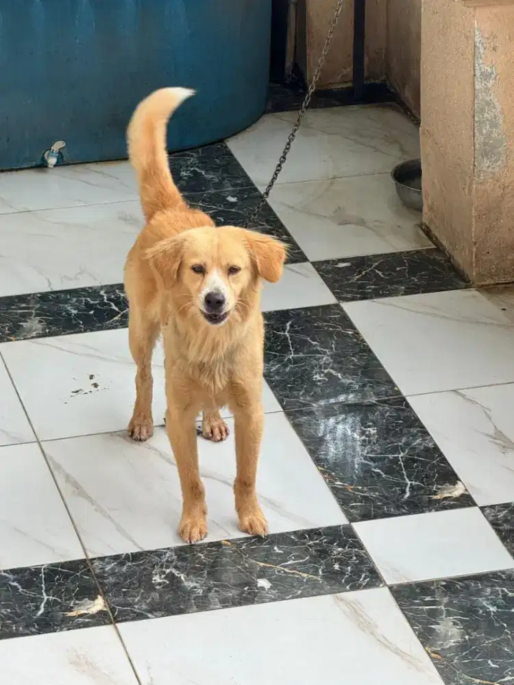 Anjing Golden Retiever Mix Breed Golden Labrador Jantan 1+ Tahun