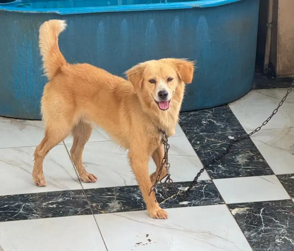 Anjing Jantan Golden Retriever x Golden Labrador Mix Breed Sehat Aktif