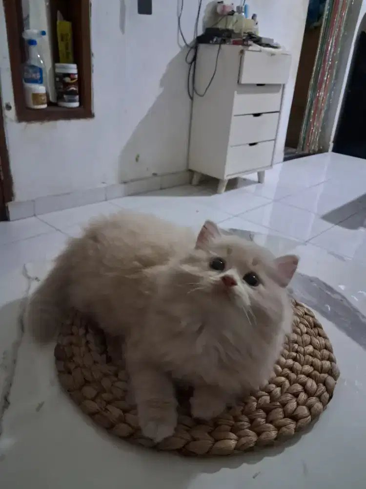 Kucing persia medium