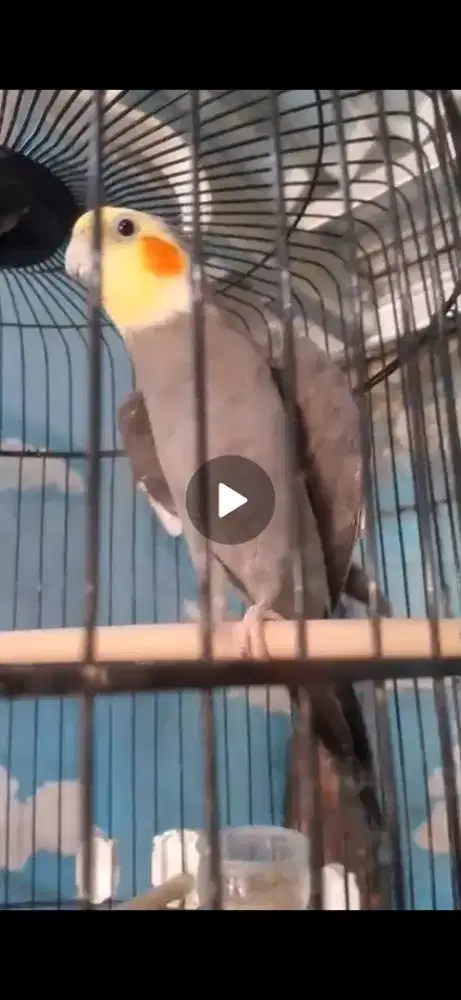 Jual falk (parkit australia) bisa siul nyanyi