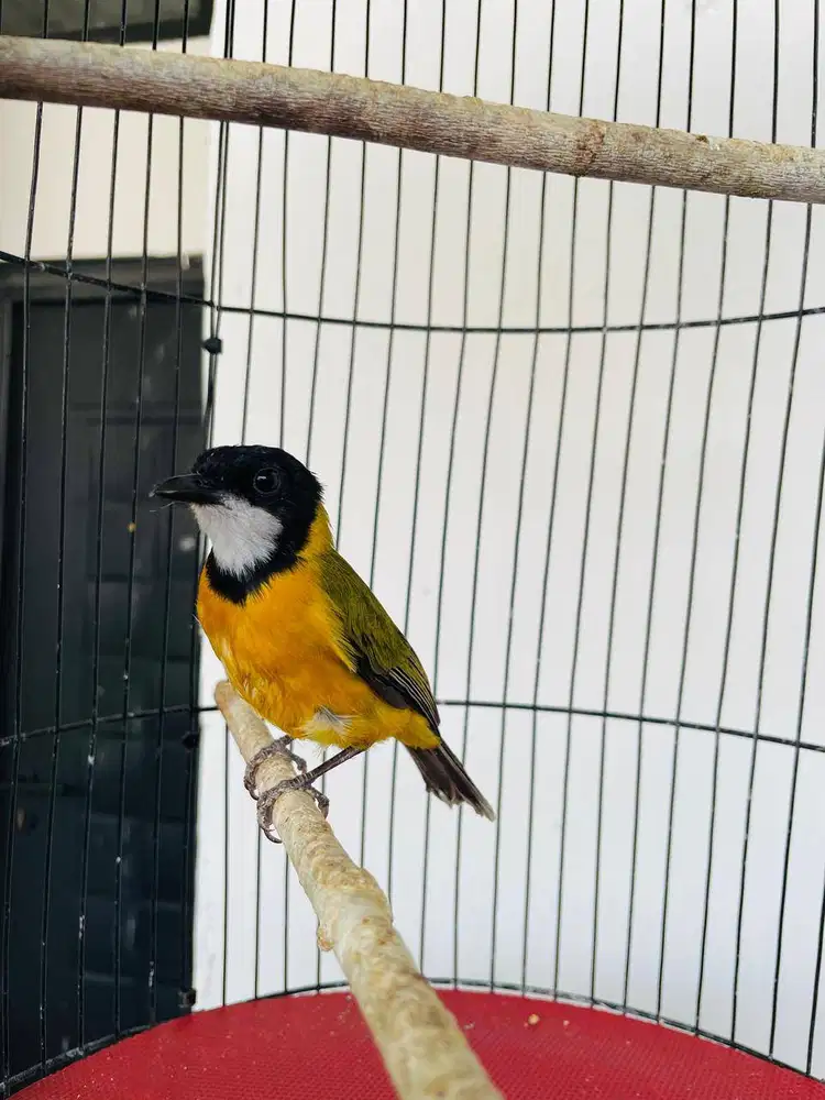 Burung Bimoli atau Kancilan Emas