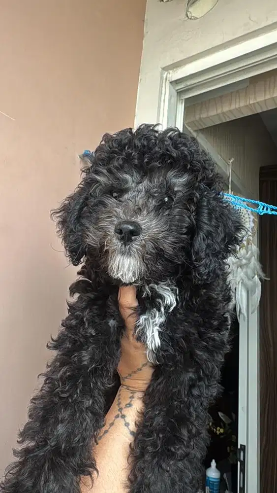 Poodle silver party male