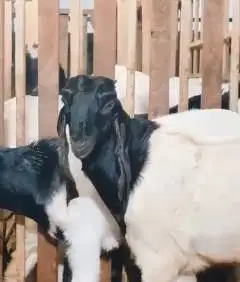 sepasang bakalan kambing etawa kaligesing 6 bulanan siap ternak piara