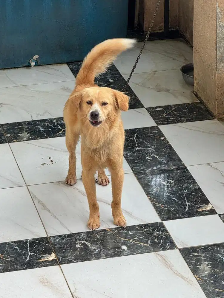 Anjing Jantan Golden Retriever Mix Breed Labrador 1+ Tahun Sehat