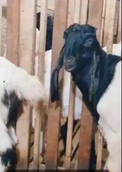 sepasang bakalan kambing etawa kaligesing 6 bulanan siap ternak piara