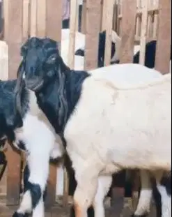 sepasang bakalan kambing etawa kaligesing 6 bulanan siap ternak manteb