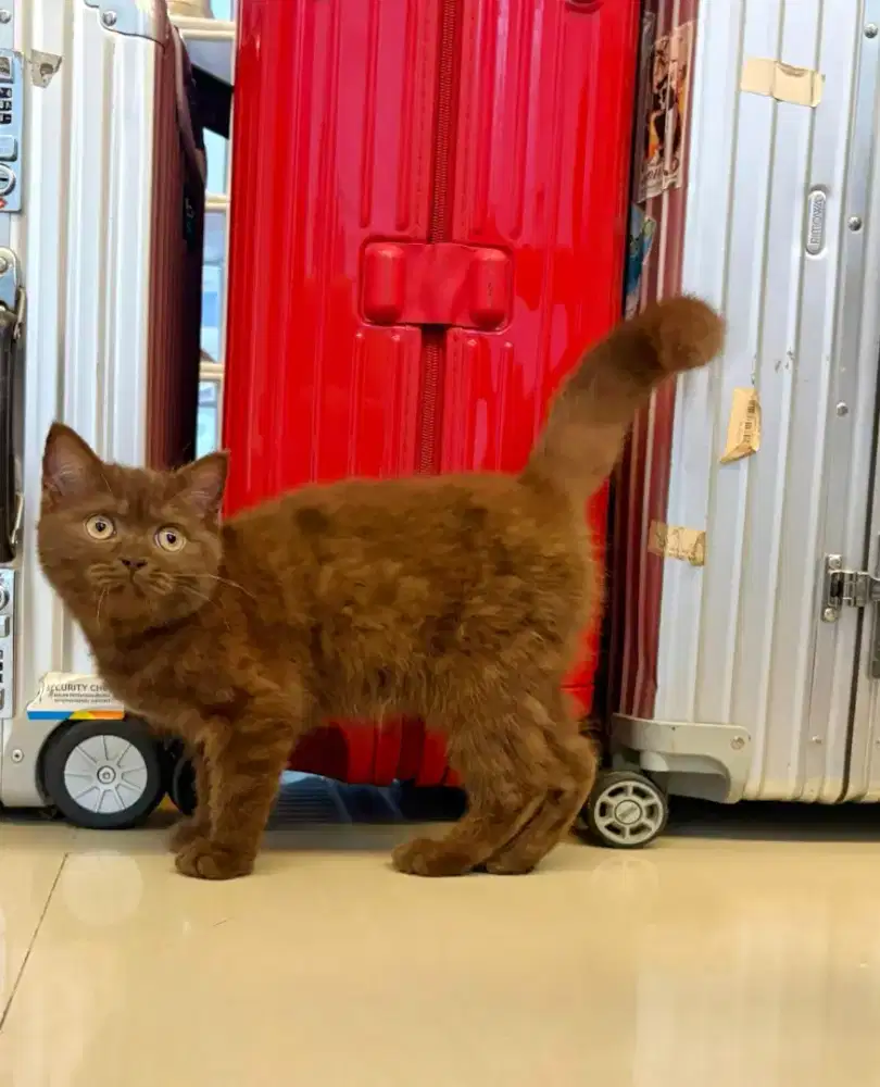 British Short Hair Female