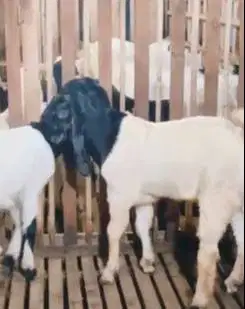 sepasang kambing etawa kaligesing 6 bulanan bakalan super rawatan puas