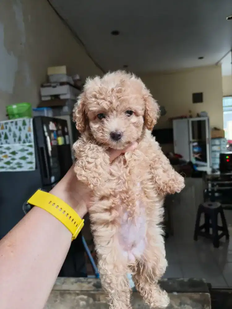 Jual Anak Anjing Poodle