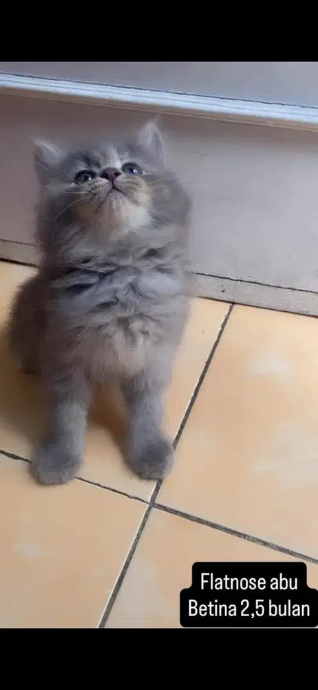 Kucing flatnose kitten