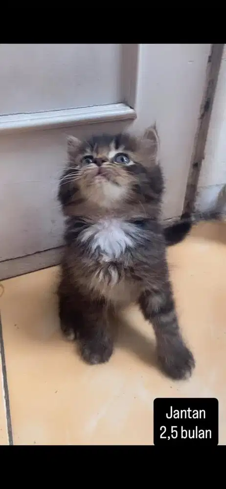 Kucing persia kitten