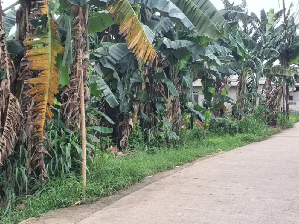 Dijual Tanah/Kavling 1155m2 Lokasi Ramai dan Strategis Gunung Sindur, Bogor, Jawa Barat