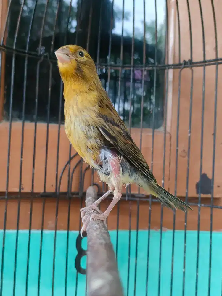 Kenari Paud Jantan Ada Vidio Ngeriwiknya