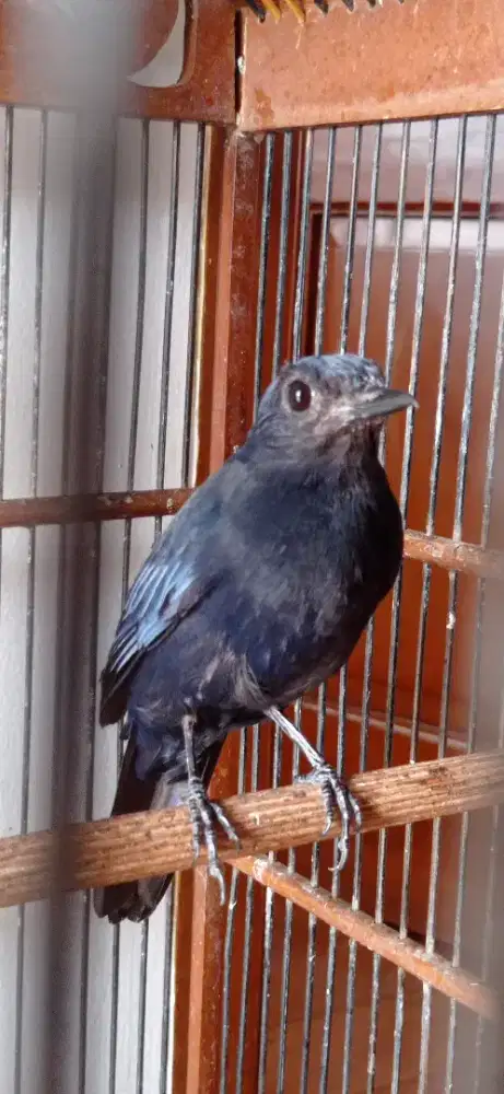 Burung Anis Biru, Rawatan, mulus