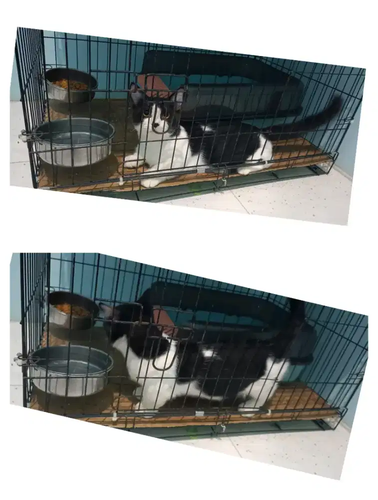 Munchin jantan 8bln + kandangnya UK 90